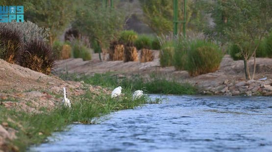 “وادي قناة”.. محطة الطيور المهاجرة في المدينة المنورة بات متنفساً طبيعياً للسكان والزائرين