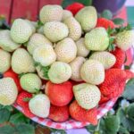 حائل تصنع إنجازًا زراعيًا عالميًا بإنتاج أول فراولة بيضاء سعودية