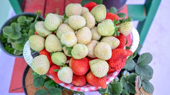 حائل تصنع إنجازًا زراعيًا عالميًا بإنتاج أول فراولة بيضاء سعودية