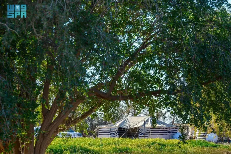 محمية النباتات البرية برفحاء.. وجهة مجانية تجذب الزوار تشكيلة واسعة من الزهور تفتح أبوابها مجانًا أمام المتنزهين