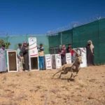 إطلاق وعول وظباء مهددة بالانقراض في متنزه السودة ضمن برامج إعادة الإكثار والتوطين للأنواع المحلية