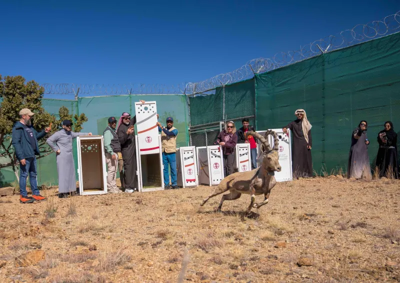إطلاق وعول وظباء مهددة بالانقراض في متنزه السودة ضمن برامج إعادة الإكثار والتوطين للأنواع المحلية